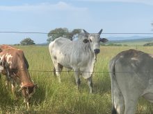 Agricultural · SaleAngola