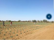 Agricultural · SaleBotswana