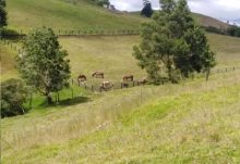 Agricole · VenteColombie