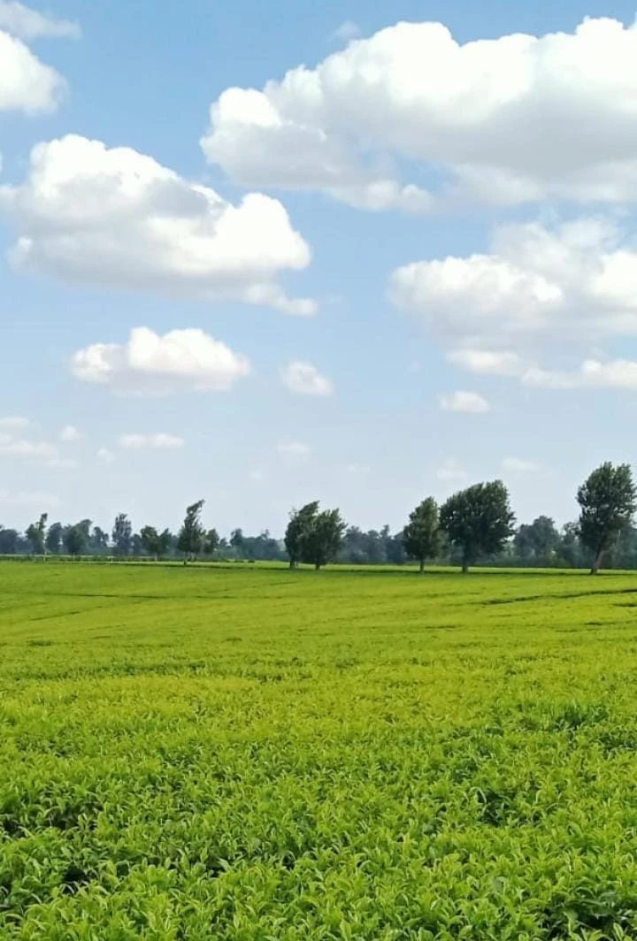Agricultural · SaleKenya