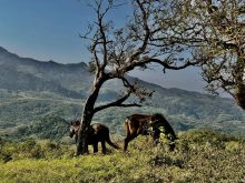 Agricultural · SaleMexico