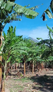 Agricultural · SaleNicaragua