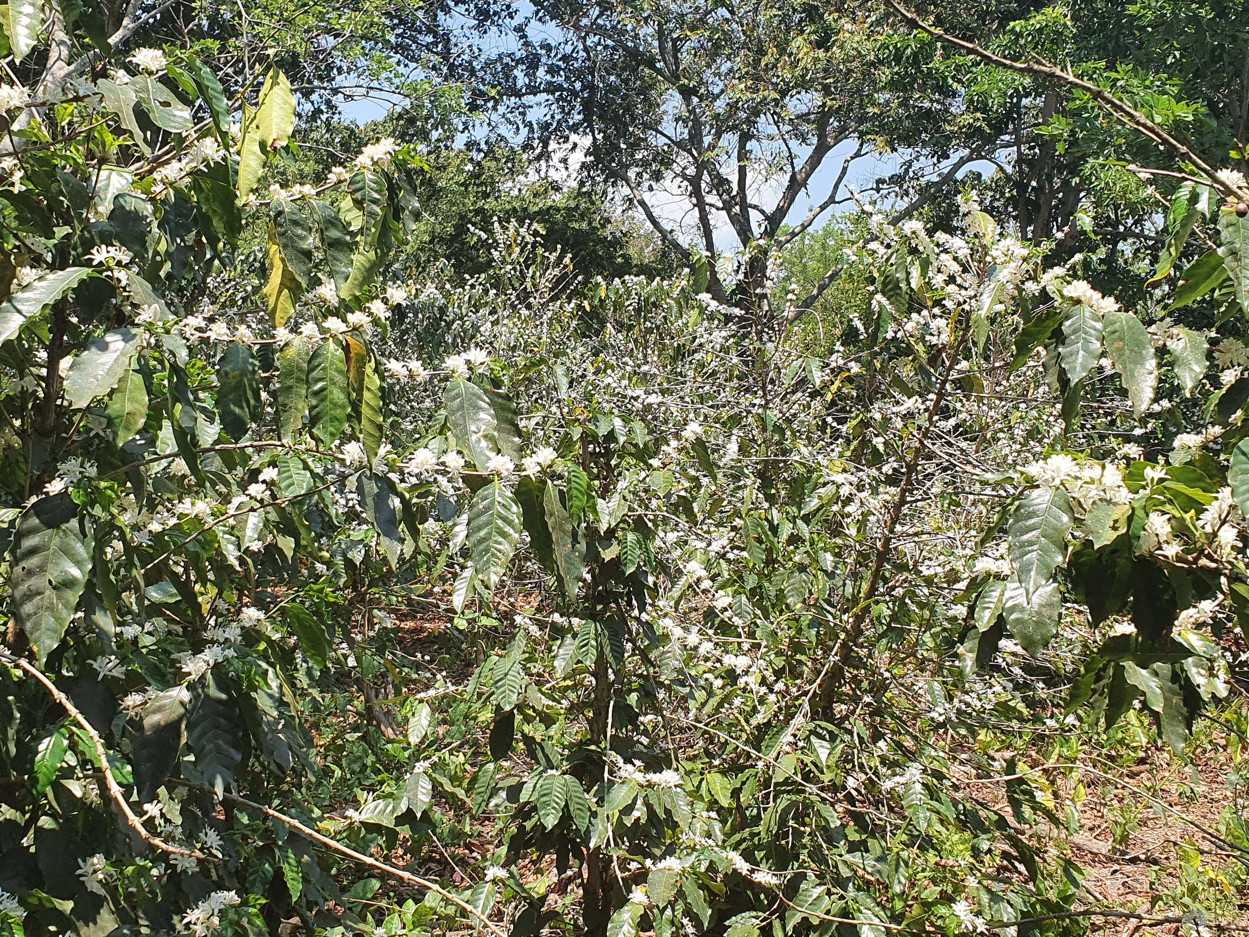 Agricultural · SaleEl Salvador