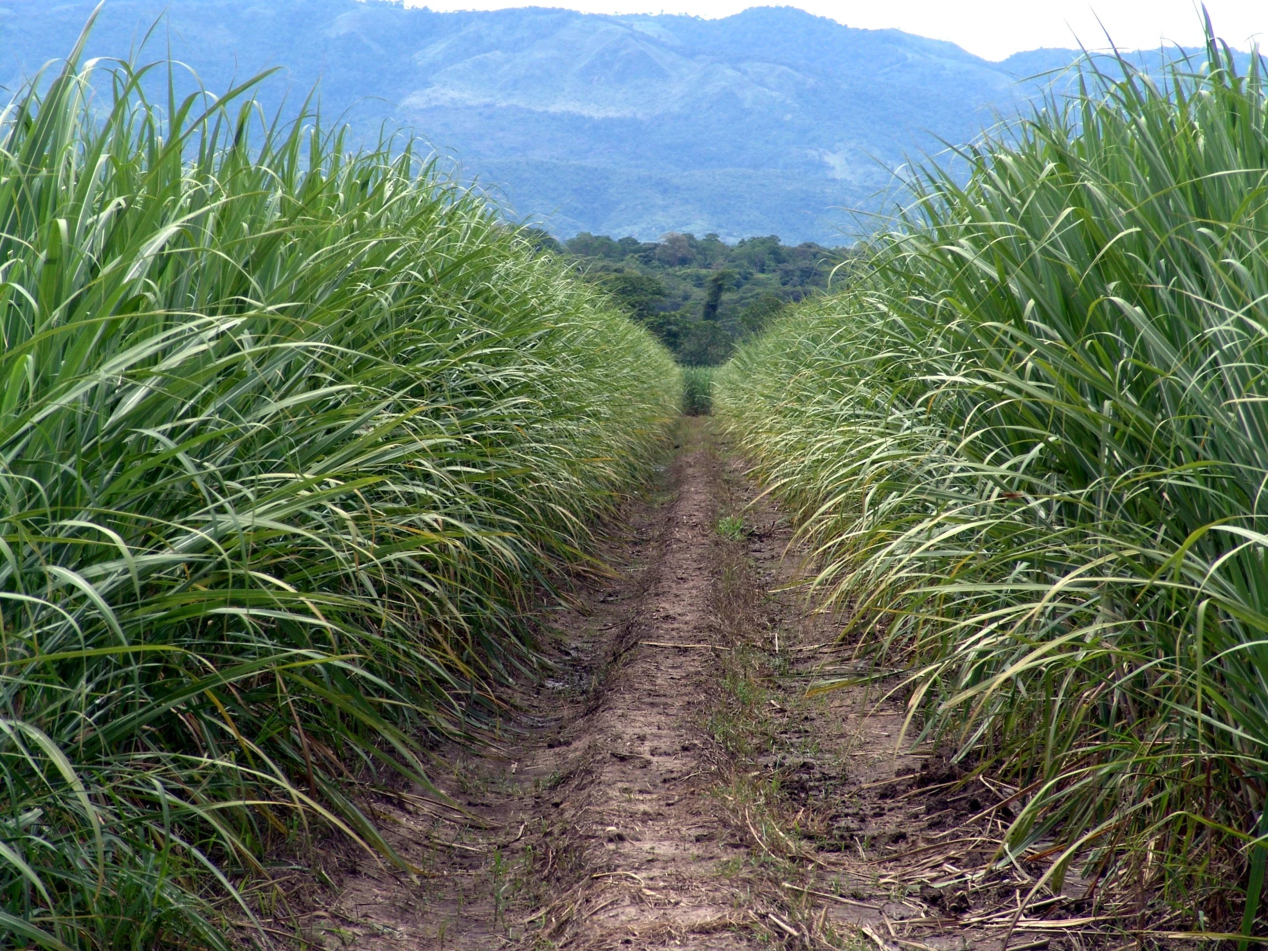 Agricultural · SaleVenezuela